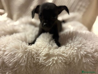 Chihuahua perros - Anuncio 1