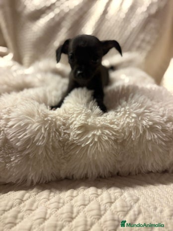 Chihuahua perros - Anuncio 2