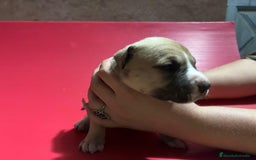 American Pit Bull Terrier perros en venta: camada American Pitbull Terrier  - Imagen 8