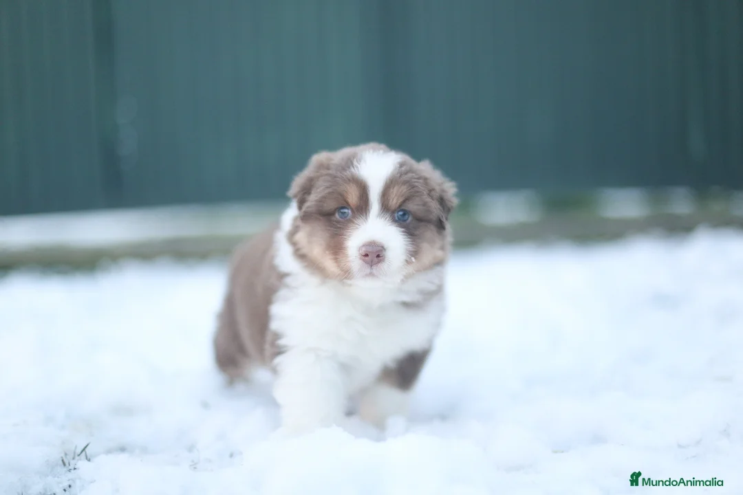 Pastor Australiano perros en venta: Cachorros de Pastor australiano  - Anuncio 14