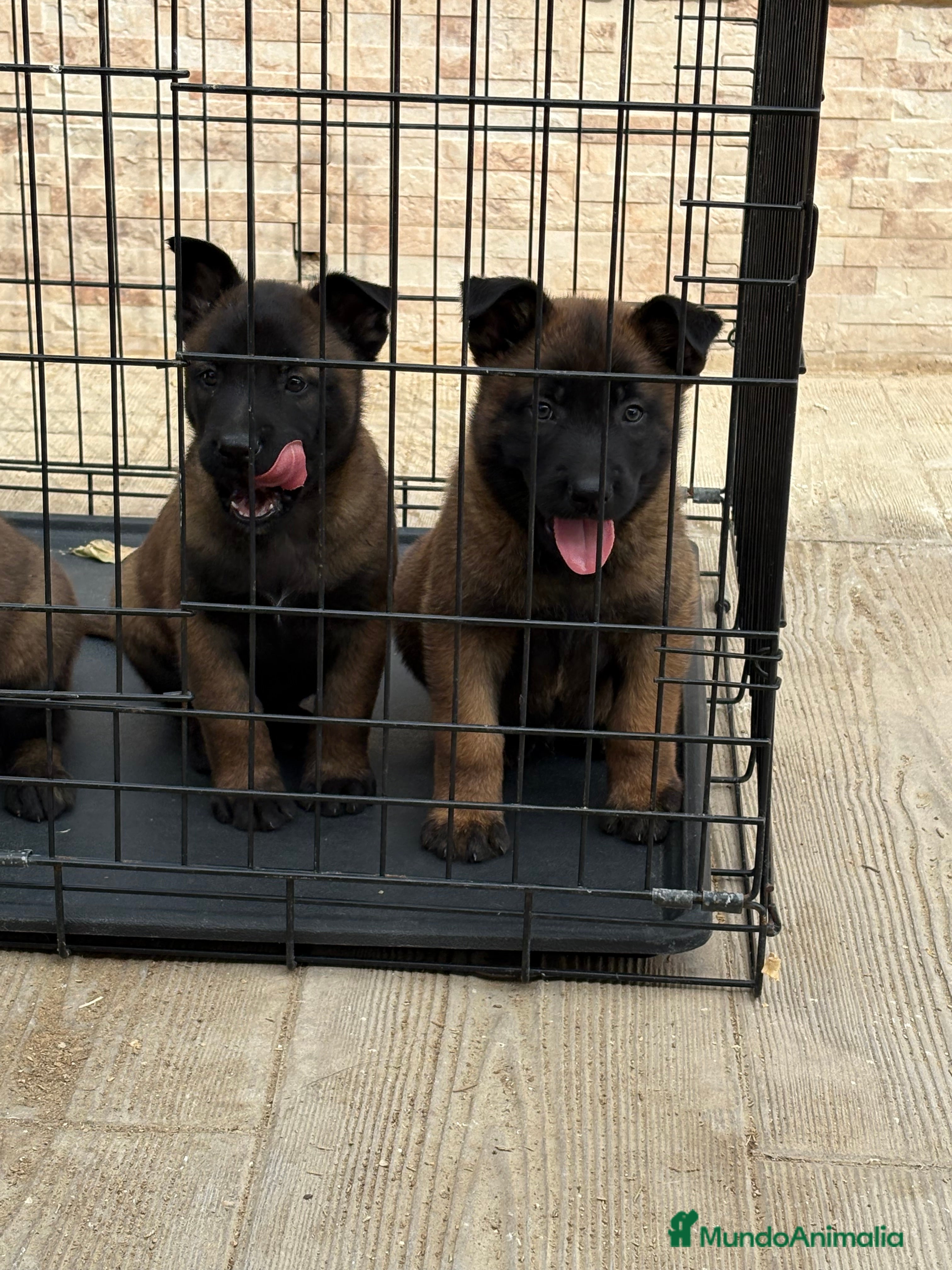 Pastor Belga Malinois perros Cachorros Malinois  - Anuncio 1