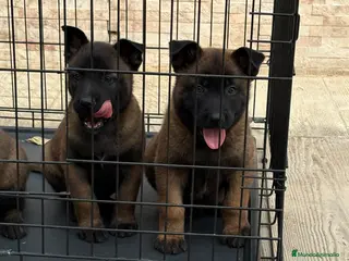 Pastor Belga Malinois perros Cachorros Malinois - Anuncio 1