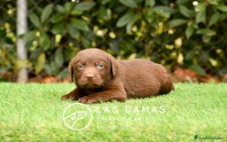 Labrador Retriever perros en venta: Labrador chocolate: crianza, amor y salud - Imagen 6
