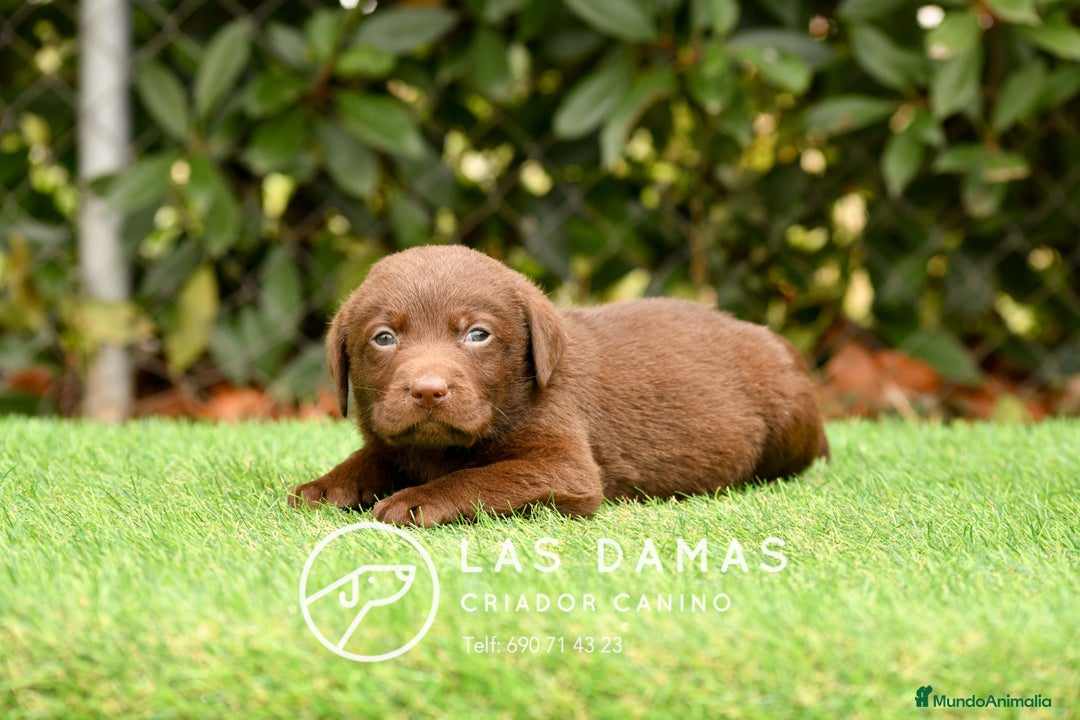 Labrador Retriever perros en venta: Labrador chocolate: crianza, amor y salud - Imagen 6