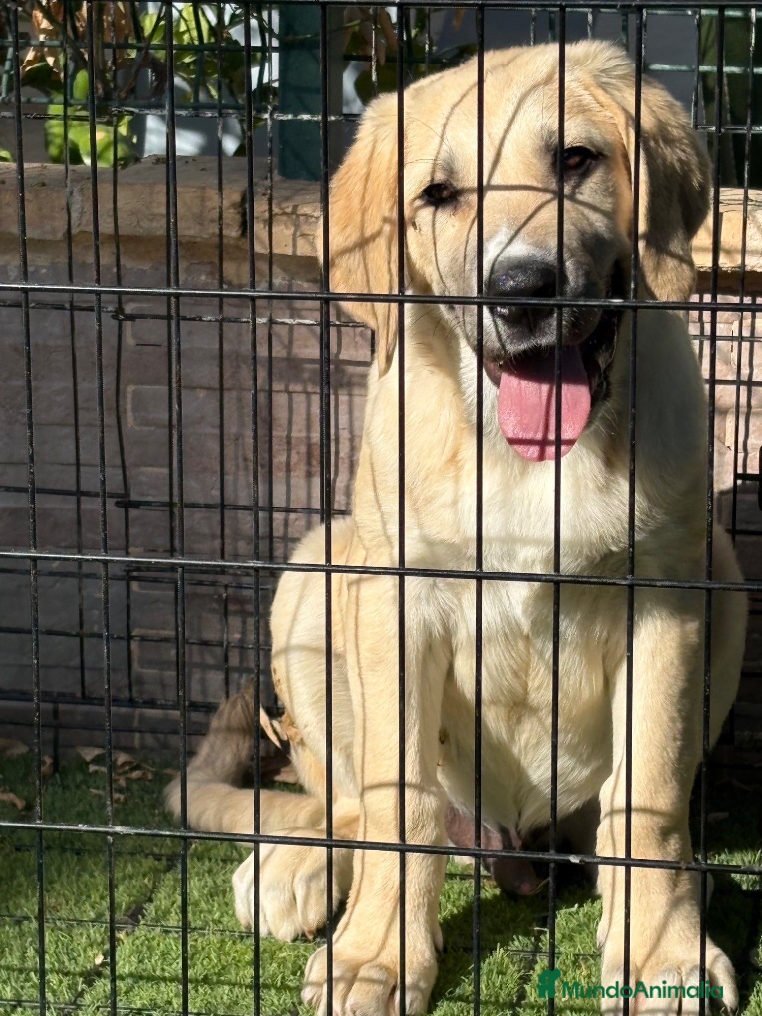 Pastor de Asia Central perros Cachorro macho Alabai 3 meses  - Anuncio 2