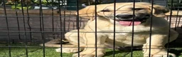 Pastor de Asia Central perros en venta: Cachorro macho Alabai 3 meses  - Anuncio 1