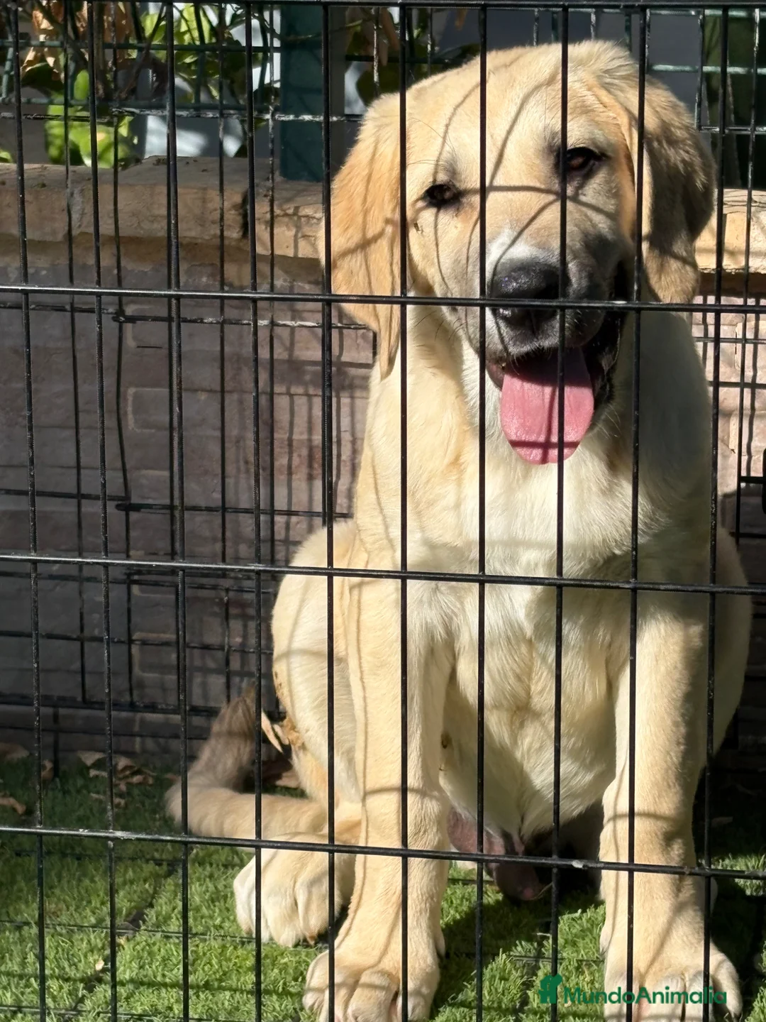 Pastor de Asia Central perros en venta: Cachorro macho Alabai 3 meses  - Anuncio 1