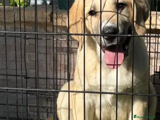Pastor de Asia Central perros Cachorro macho Alabai 3 meses - Anuncio 2