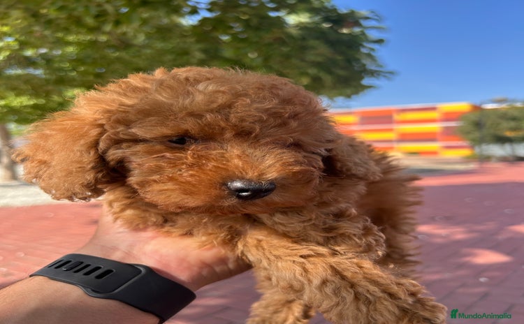 Caniche Toy perros - Anuncio 2
