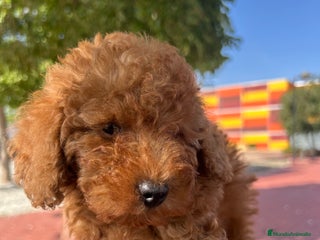 Caniche Toy perros - Anuncio 11