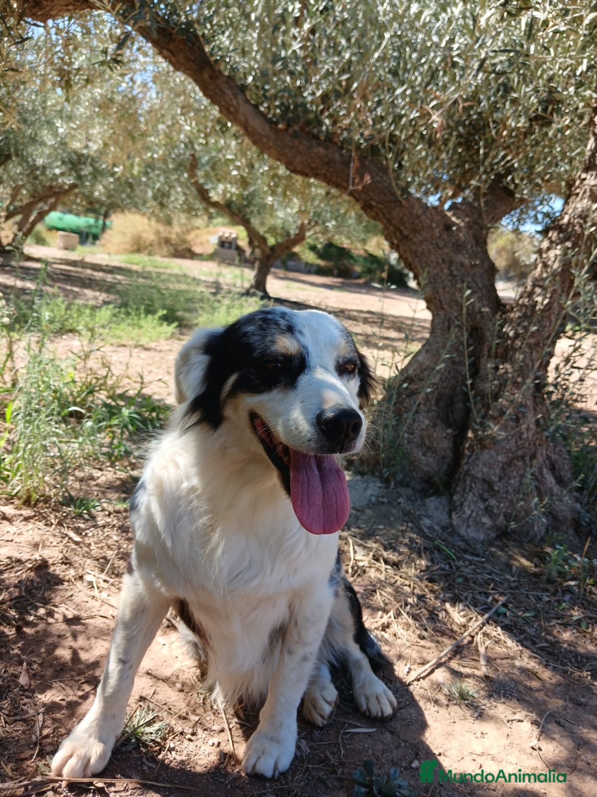 Pastor Australiano perros PASTOR AUSTRALIANO  - Anuncio 1
