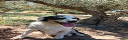 Pastor Australiano perros en venta: PASTOR AUSTRALIANO  - Anuncio 1