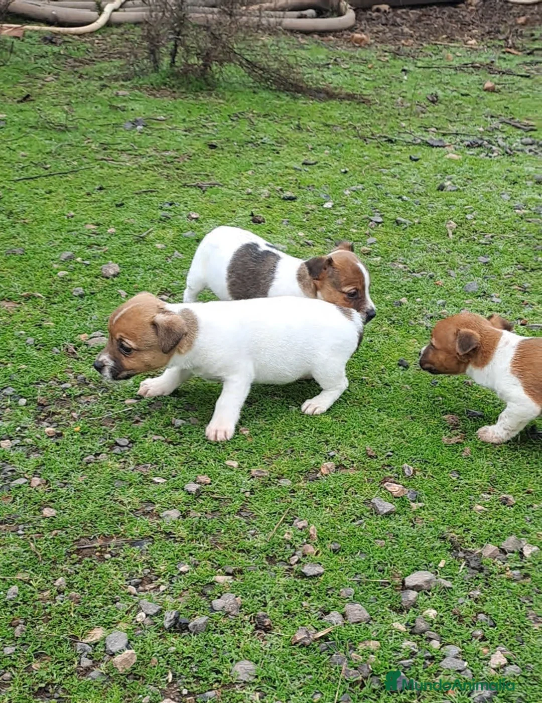 Jack Russell Terrier perros en venta: Jack russell  - Anuncio 3