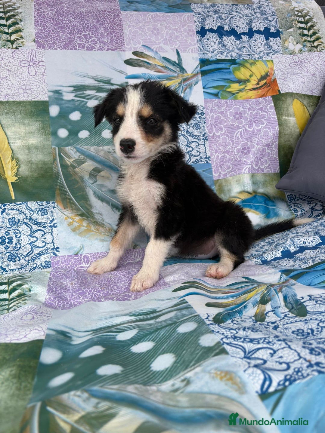 Border Collie perros en venta: Border collie última hembra  - Imagen 8