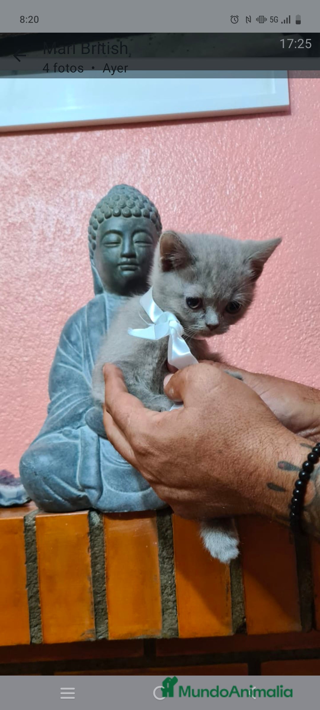 Británico de Pelo Corto gatos en venta: British  - Imagen 1