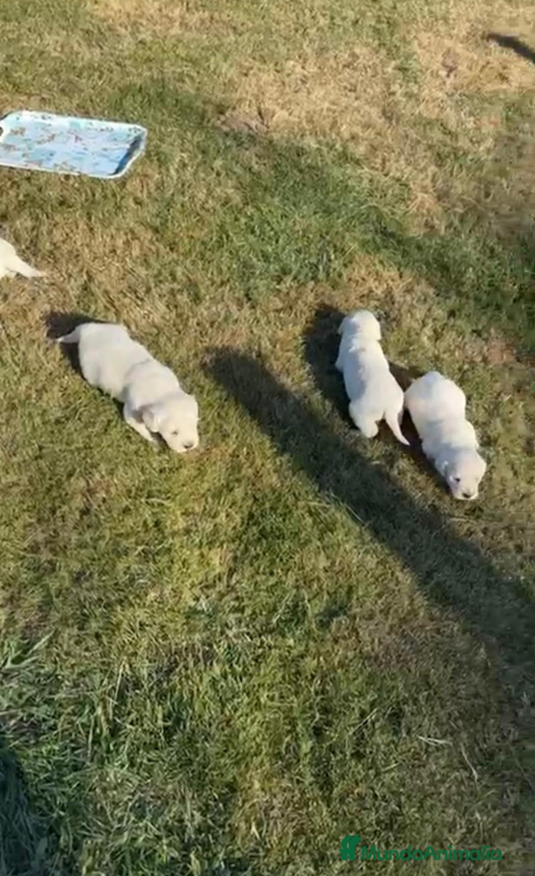 Golden Retriever perros en venta: NUEVAS CAMADAS GOLDEN RETRIEVER  - Imagen 2