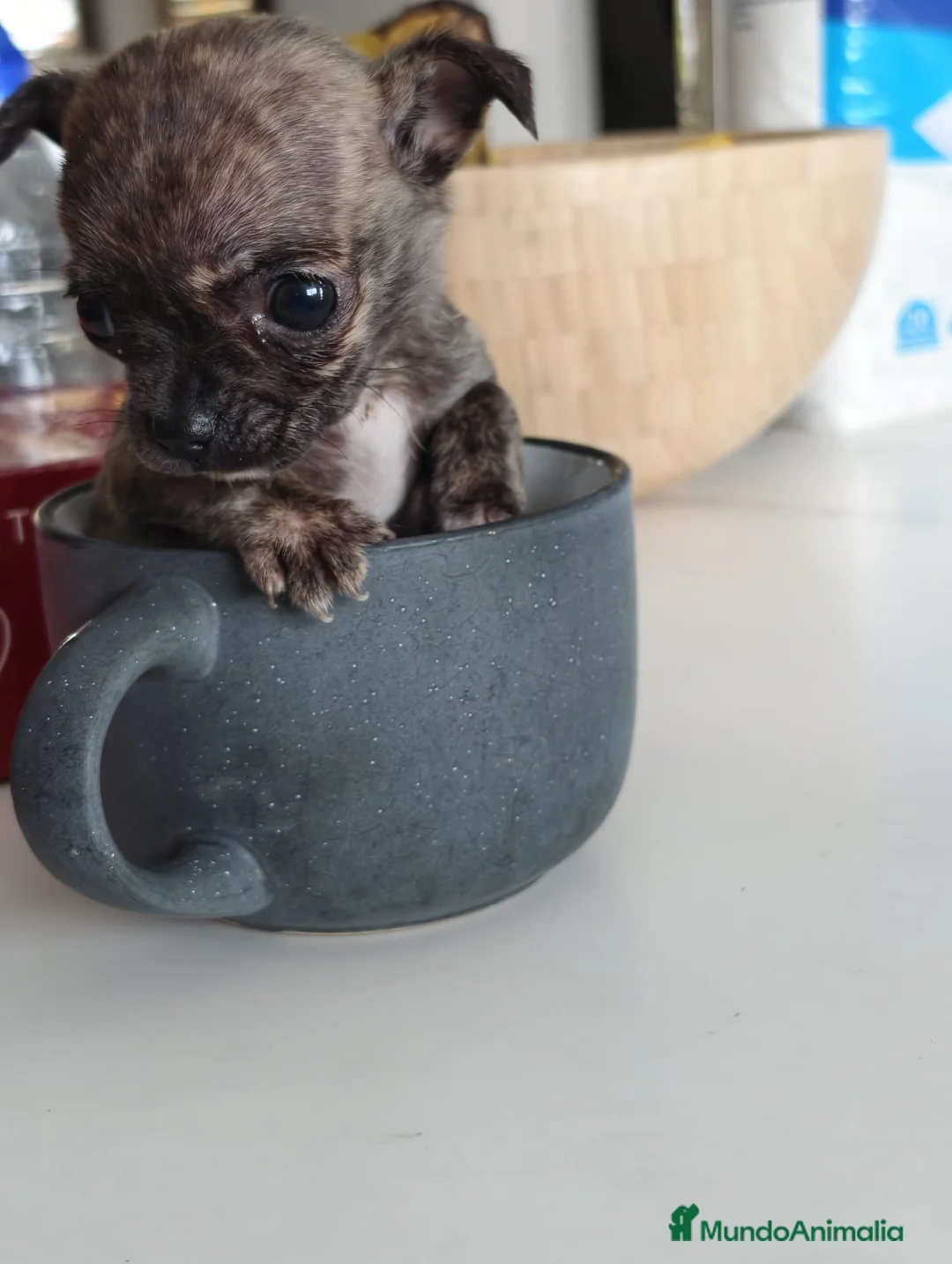 Chihuahua perros en venta: Chihuahua súper toy - Anuncio 4