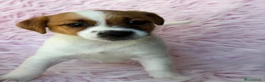 Jack Russell Terrier 5