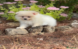 Pomerania perros en venta: Pomerania macho disponible  - Imagen 4