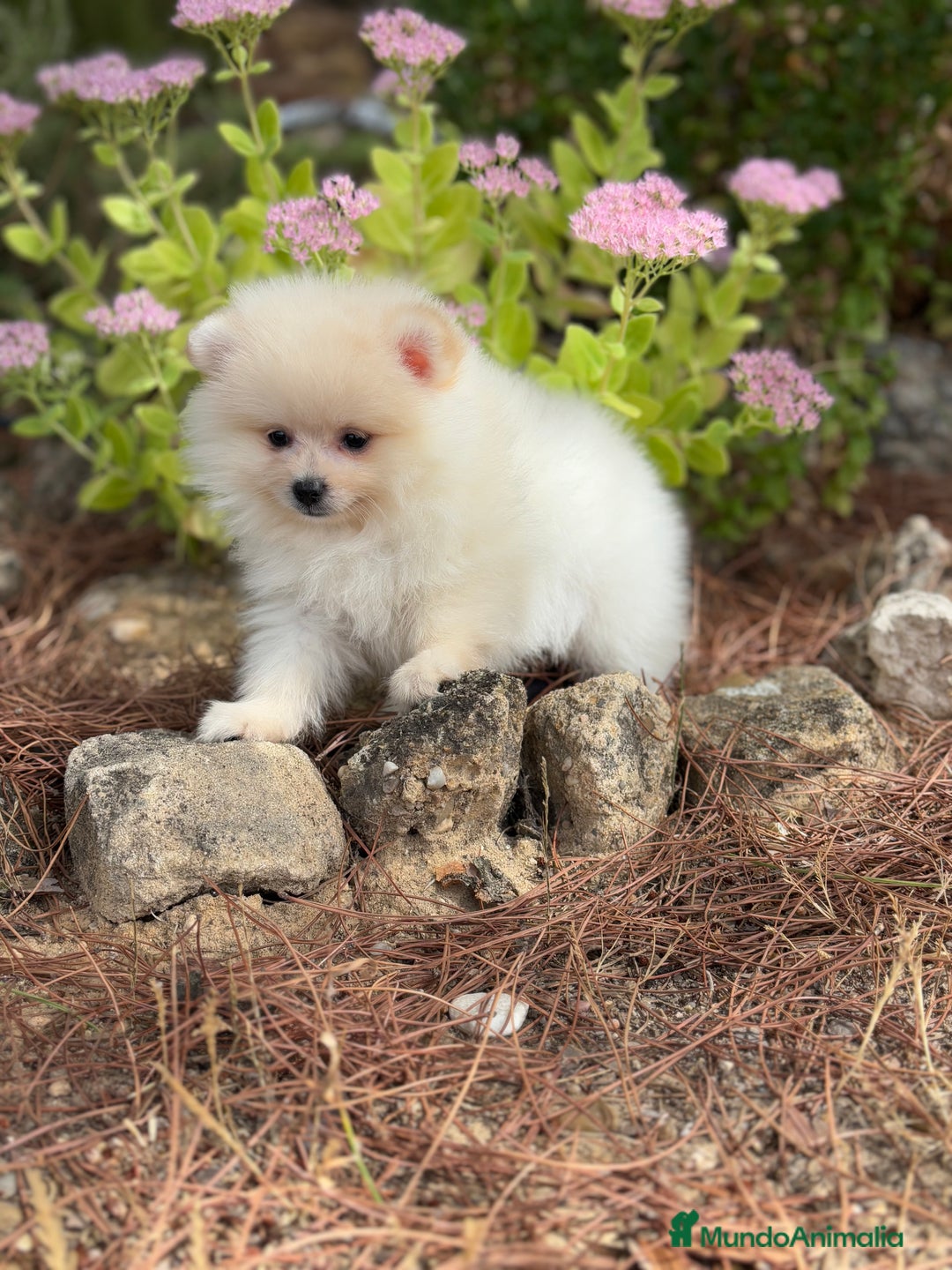 Pomerania perros en venta: Pomerania macho disponible  - Imagen 4