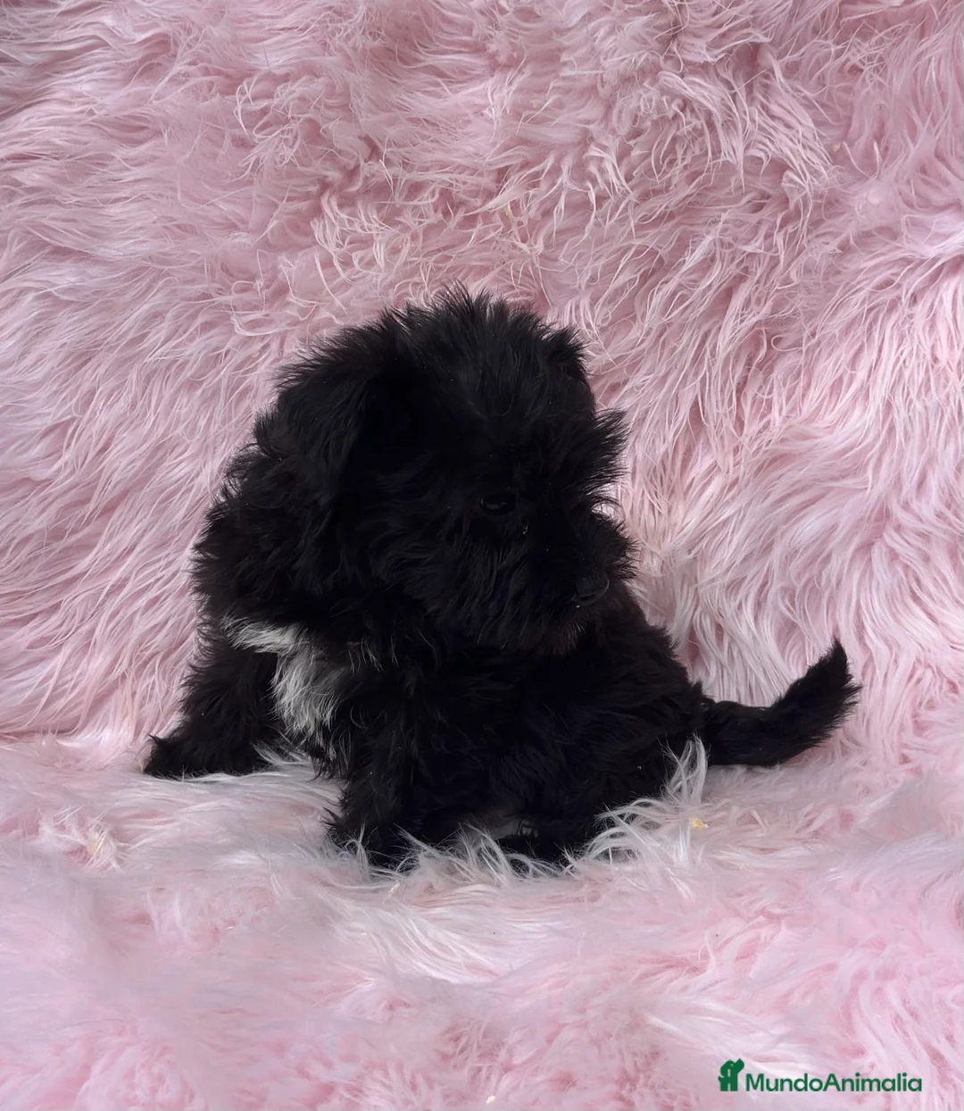 Schnauzer Miniatura perros en venta: SCHNAUZER HEMBRA DISPONIBLE en Barcelona - Anuncio 4