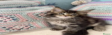 Maine Coon 1