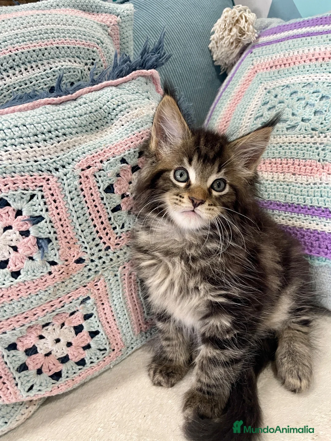 Maine Coon gatos en venta: Afijo Rey-Diez Cattery  - Anuncio 5