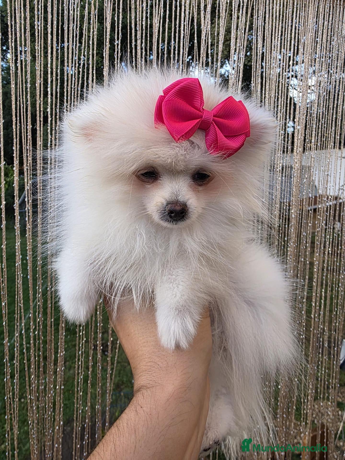 Pomerania perros Hembrita pomerania - Anuncio 1
