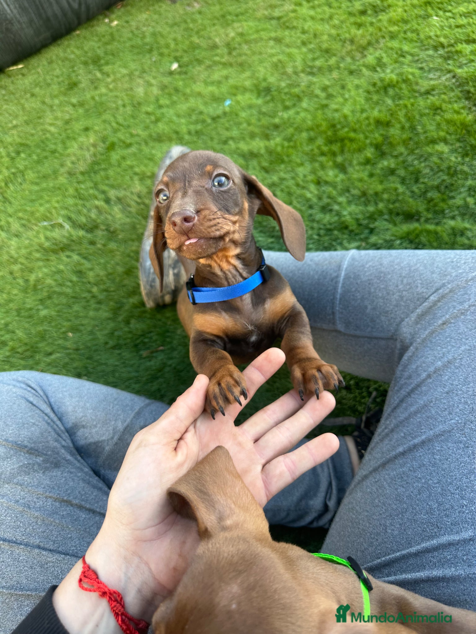 Teckel Miniatura perros Salchicha kaninchen/miniatura chocolate  - Anuncio 1