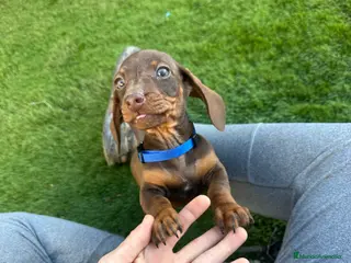 Teckel Miniatura perros Salchicha kaninchen/miniatura chocolate - Anuncio 1