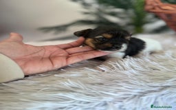 Yorkshire Terrier perros en venta: YORKSHIRE BIEWER HEMBRA - Anuncio 8