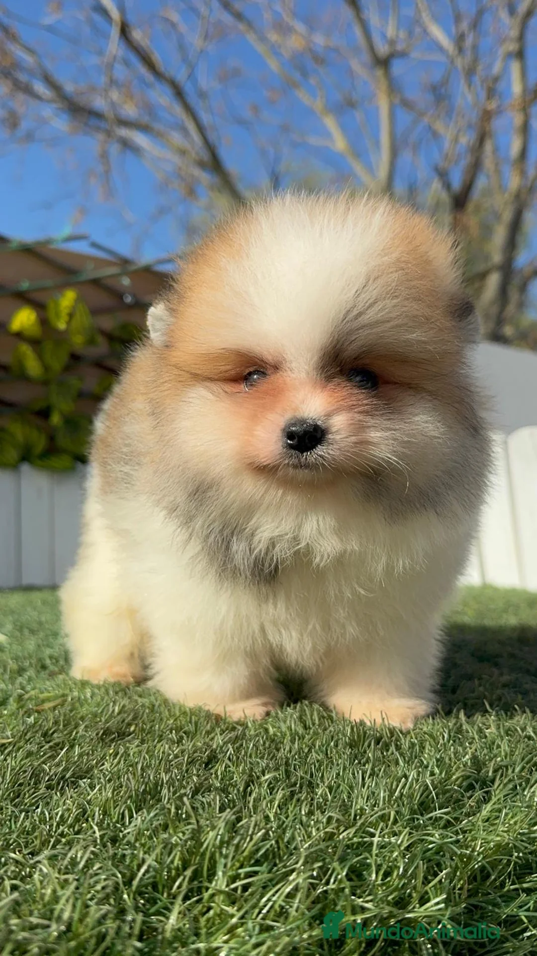 Pomerania perros en venta: POMERANIA - Anuncio 1