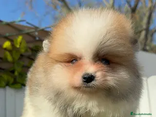 Pomerania perros POMERANIA - Anuncio 2