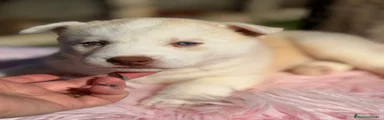 Husky Siberiano Cachorro 1