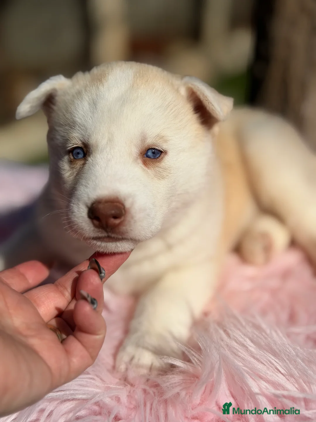 Husky Siberiano perros en venta: Husky hembra amarilla  - Anuncio 2