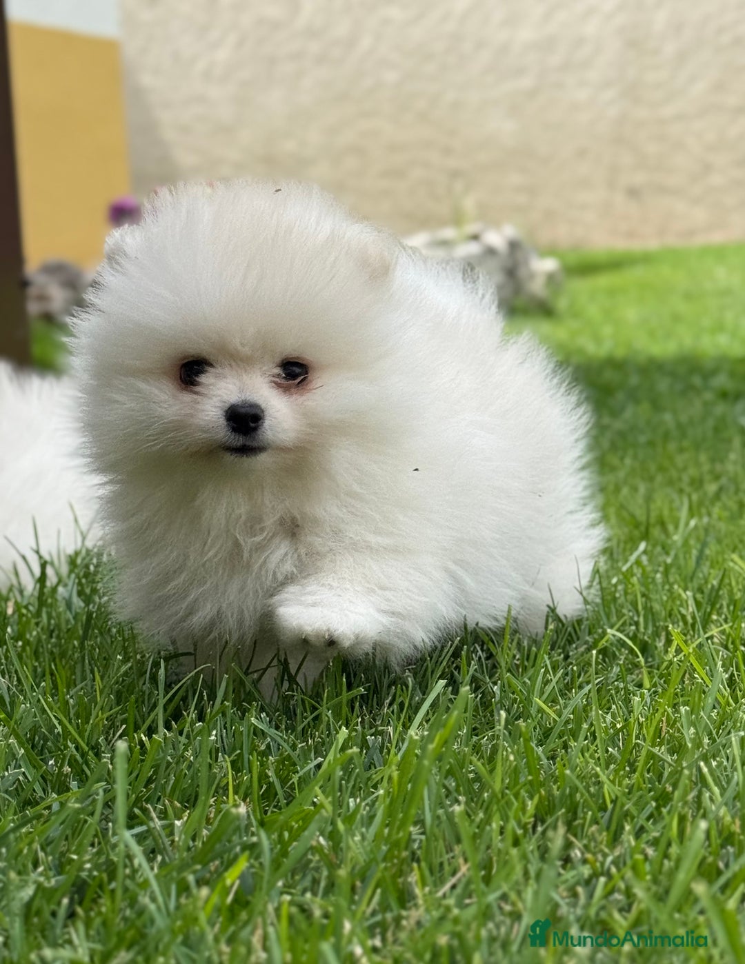 Pomerania perros en venta: Pomerania Miniatura, ejemplares blancos y crema - Imagen 19