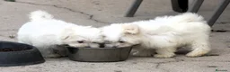 Bichón Maltés perros en venta: Bichon Maltes  - Anuncio 17