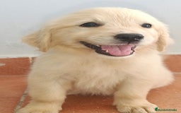 Golden Retriever perros en venta: Golden Retriever  - Imagen 5