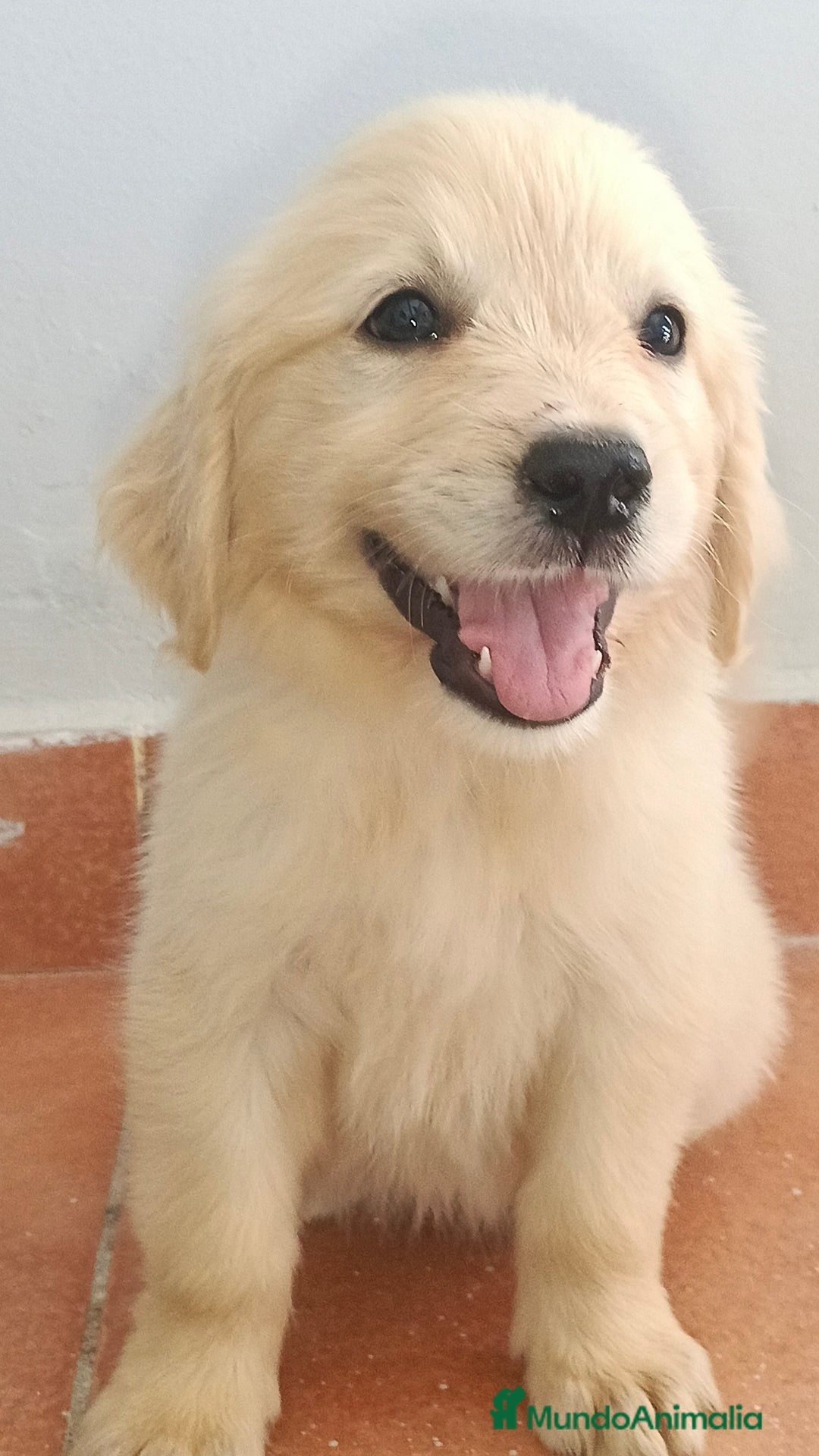 Golden Retriever perros en venta: Golden Retriever  - Imagen 5
