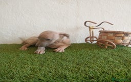 Pequeño Lebrel Italiano perros en venta: Piccolo italiano  - Imagen 11