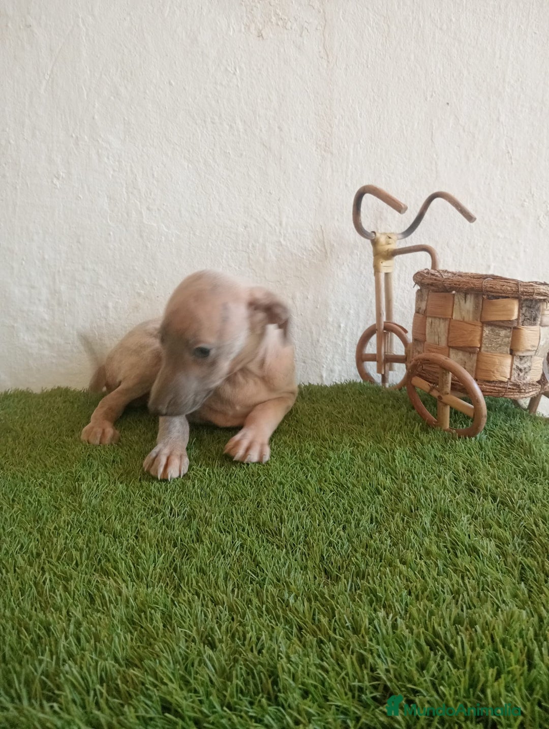 Pequeño Lebrel Italiano perros en venta: Piccolo italiano  - Imagen 11