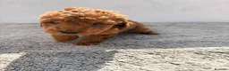 Caniche Toy perros en venta: Caniche Toy Macho  en Alicante - Anuncio 13