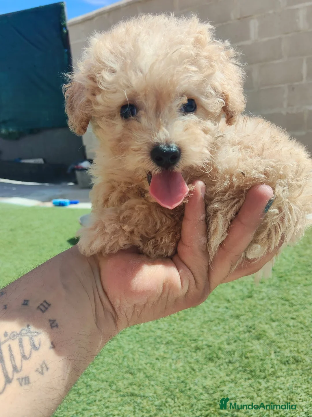 Caniche Toy perros en venta: Ultimo de la camada❗❗❗❗❗ en Toledo - Anuncio 2