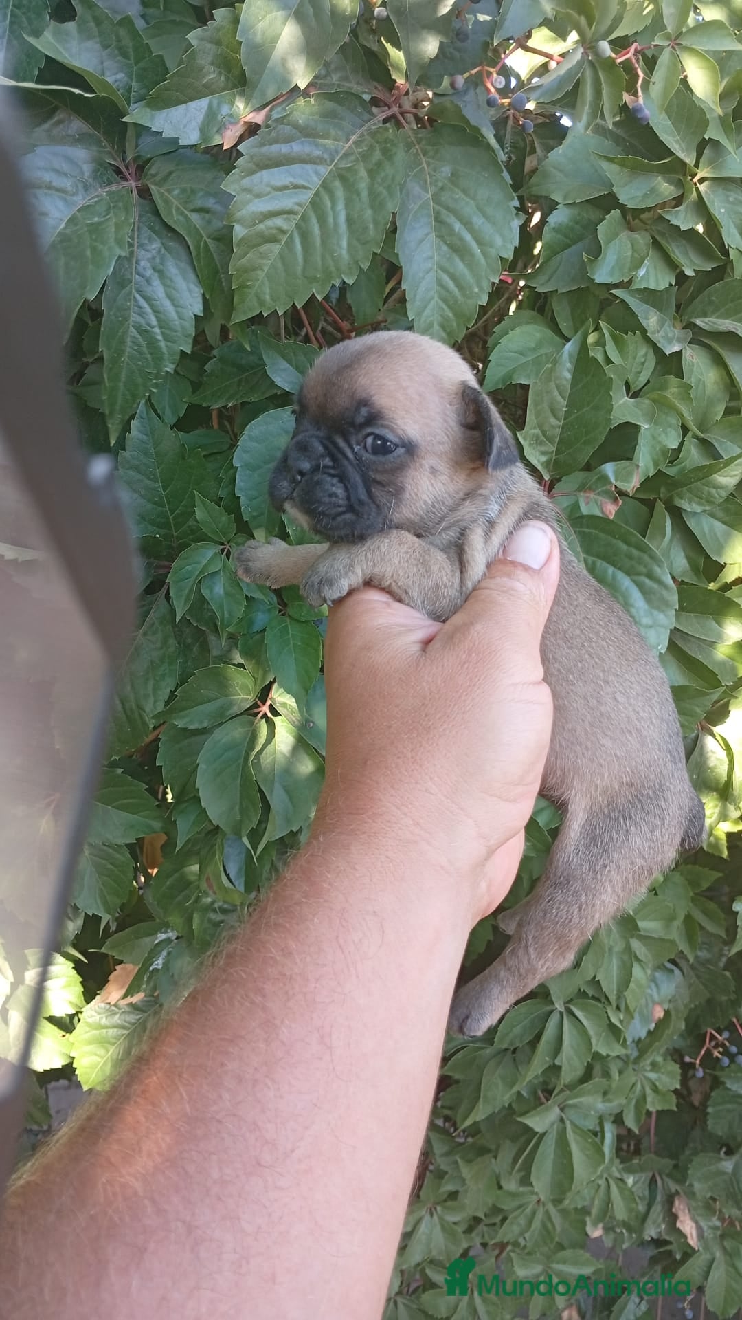 Bulldog Francés perros en venta: Bulldog francés  - Imagen 3