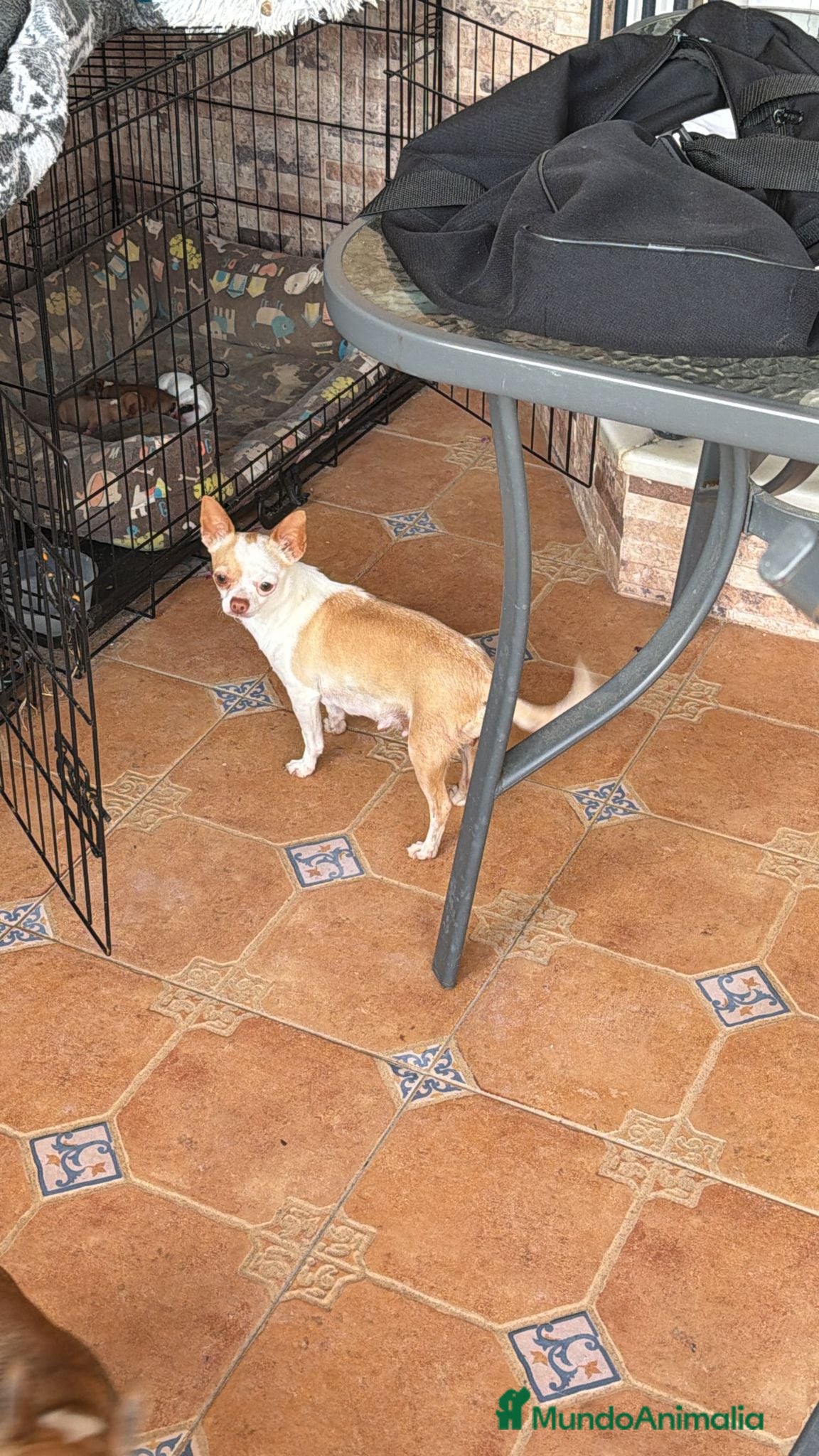 Chihuahua perros Chihuahua toy  - Anuncio 1