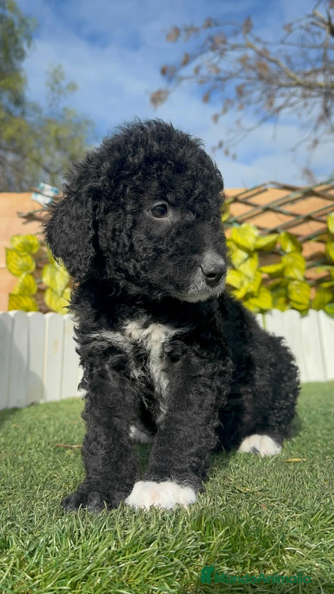 Perro de Agua Español perros en venta: PERRO DE AGUA  - Anuncio 2