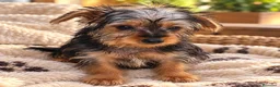 Yorkshire Terrier perros en venta: Yorkshire toy - Anuncio 1