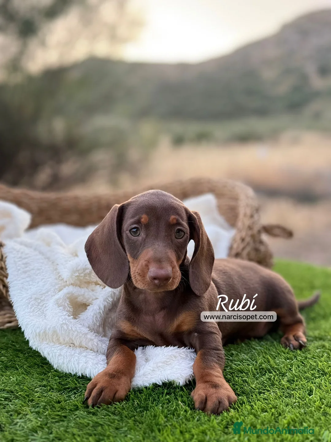 Teckel Miniatura perros en venta: TECKEL HEMBRA - Anuncio 2