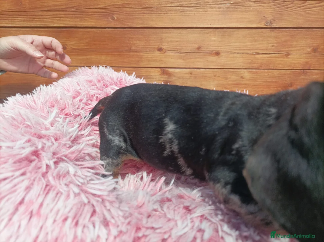 Teckel Miniatura perros en venta: TECKEL KANICHEN - Anuncio 2