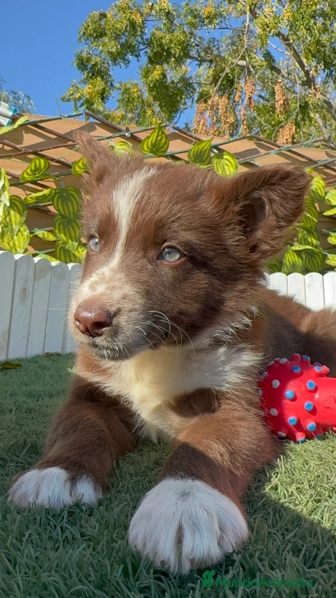 Border Collie perros en venta: BORDER COLLIE - Anuncio 1